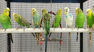 12 hour Budgie Sounds for Lonely birds to make them happy