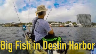 Destin Harbor Kayak Fishing - Lots of Fish but Few Fishermen