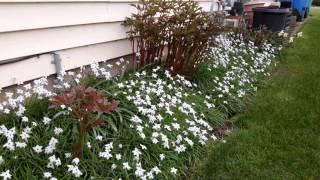 Mystery solved - Ipheion uniflorum / Spring Starflower