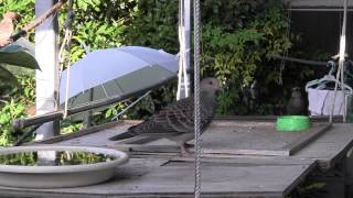 三種類の鳥Ⅵ（キジバト・スズメ・ヒヨドリ） Three kinds of birds (Turtledove,sparrows and bulbul)