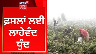 Abohar News : ਫ਼ਸਲਾਂ ਲਈ ਲਾਹੇਵੰਦ ਧੁੰਦ | Fog | News18 Punjab