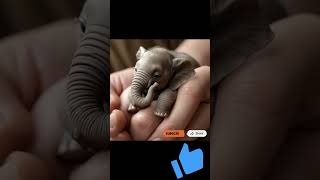 Cute little baby elephant #elephant #funny #animals #cute #memes #comedy