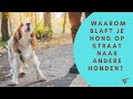 Waarom blaft je hond op straat naar andere honden?