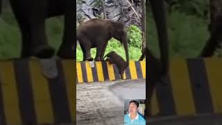 ช่วยหนูด้วย #cute #shorts #funny #viral #anime #elephant #india #viralvideo #yearofyou #ช้าง