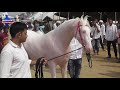 beri horse market 2019 डीजे की धुन पर मेले में हुई अंगद की जबरदस्त एंट्री