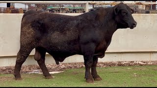 J\u0026J Cattle Co: Lot #1771 Brangus Bull