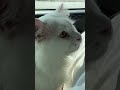 Funny Cat Video #turkishangora