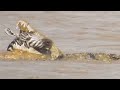 Crocodile bites zebras head while its still alive