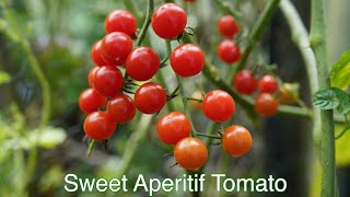 Sweet Aperitif Tomato