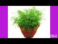 सोआ खाने से क्या होता है dill sowa benefits and side effects in hindi