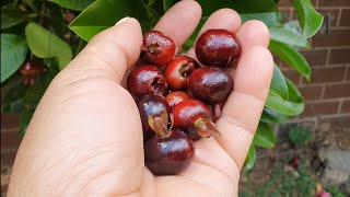 Grumichama Picking Begins - Tropical Brazilian Cherry