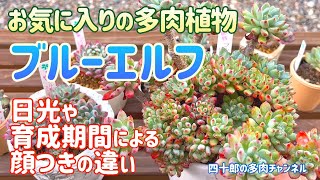 【多肉植物】👍お気に入りのブルーエルフ　顔つきの違い