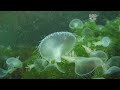 giant hooded nudibranchs melibe leonina british columbia canada