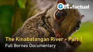 The Kinabatangan | A Corridor of Life | The Amazon of the East - Borneo Documentary, Part 1