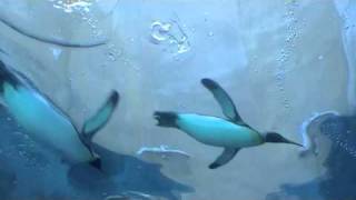 空飛ぶペンギンたち~Penguins at Asahiyama　Zoo