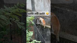 කවදහරි දැකල තියෙනවද මෙහෙම ගේමක් ඉල්ලනව 🤣 | i-cut | #capcut #icut #iphone #viral