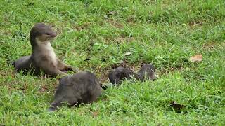 新加坡野生水獭 City In Nature_The Nomadic Smooth-coated Otter Family On The Move_31Aug2023 Singapore 7.40am