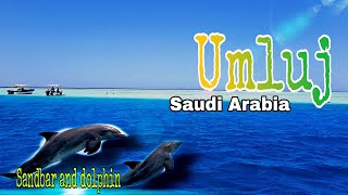 MALDIVES OF SAUDI ARABIA / THE UNEXPECTED DOLPHIN / UMLUJ SANDBAR / Larry boy