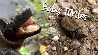 Hatching Snapping Turtles! So Adorable!!! Herping 2020