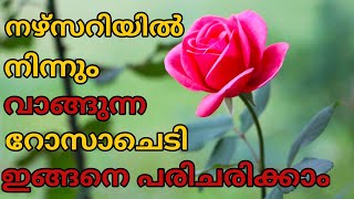 Rose Gardening Tips - Part 1 /Rose Plant Care/നഴ്സറിയിൽ നിന്നും വാങ്ങുന്ന റോസാച്ചെടി പരിചരണം എങ്ങനെ