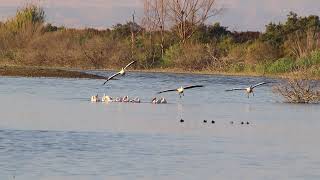 Ak pelikan (Pelecanus onocrotalus)