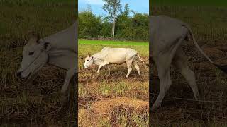 Pet cows that you can see and touch! See if there's one you like!11