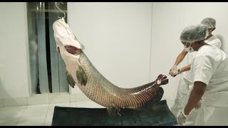 The revival of the Pirarucu, one of world's largest freshwater fish