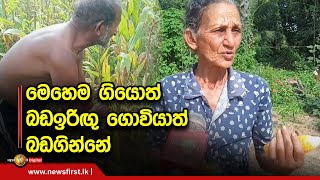 මෙහෙම ගියොත් බඩඉරිඟු ගොවියාත් බඩගින්නේ