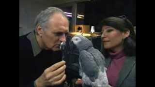 Alex the parrot wmv   YouTube