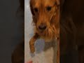 Raya's Birthday Celebration | #happybirthday #goldenretrieverfun #retriver #dailyshorts