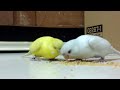 budgerigar meloセキセイインコ虎皮鸚鵡剪羽後吃乾料 2 .mp4