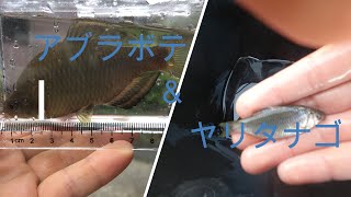 福岡でタナゴ釣り！　アブラボテとヤリタナゴがつれたよ！