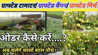 ग्राफ्टेड सभी प्रकार के पौधे यंहा से करें ओडर। grafted baigan Tometo grafted नर्सरी।