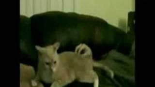 The 5 Trololo Cat and News Bloopers! - The Digg Reel