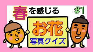 【脳トレ】春のお花クイズ🌷①・5問