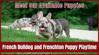 French Bulldog and Frenchton Puppy Playtime | Meet Our Available Puppies