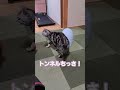 ワガママボディな猫の悩み shorts