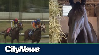 Four Hastings Racecourse horses die, advocates speak out