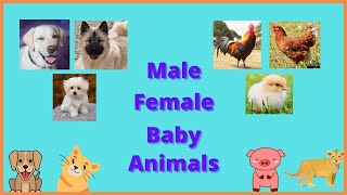 LEARN GENDER OF ANIMALS AND THEIR BABY NAMES | MALE, FEMALE ANIMALS \u0026 THEIR BABY NAMES FOR KIDS|