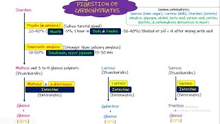 Digestion of Carbohydrates. Chapter 66 (part 1). Guyton and Hall Physiology.