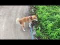 【柴犬】散歩のスタートダッシュ【shiba inu】