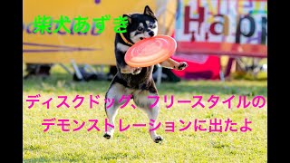 柴犬あずき、ディスクドッグデモンストレーションに出てみたよ 2020 BB\u0026DT  joint match/SHIBAINU discdog freestyle