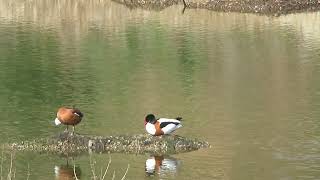 Shelduck at Seething Wells April 2023