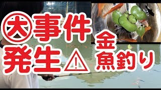 大事件発生！！老舗の釣堀下妻金魚園で