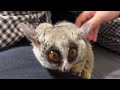 【朝からふとんに忍び込むショウガラゴがかわいい】bushbaby plum s growth diary ショウガラゴ プラムの成長日記