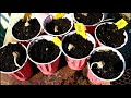 sprouting dahlia tubers before planting planting dahlia tubers in trays