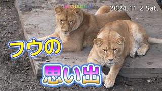 【旭山動物園ライオン】フウの思い出🌬️🎈残り少ない時間。忘れないよ可愛いフウ。The last sweet moment Fu can be all cuddly with Daddy.