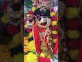 radhe radhe ji shortsfeed radheradhe vrindavan ladugopal premanandji krishna