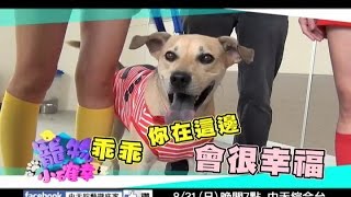 2014.08.31中天綜合台《寵物小確幸》預告　千里姻緣一線牽　狗狗大喜之日來啦！