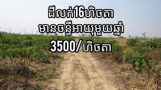 real estate 63: ចំកាដំឡូងលក់បន្ទាន់ farm for sale 085282882